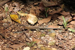 Pholidoscelis exsul