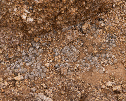 Copiapoa laui