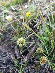 Cyperus seslerioides
