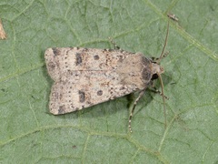Agrotis trux