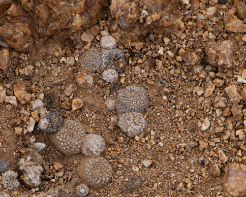 Copiapoa laui