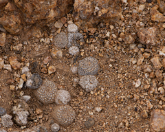 Copiapoa laui
