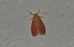 Miltochrista parallelina
