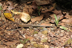 Pholidoscelis exsul