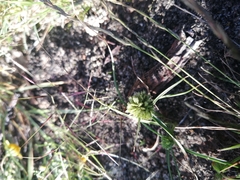 Cyperus seslerioides