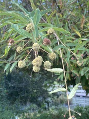 Cephalanthus salicifolius