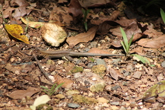 Pholidoscelis exsul