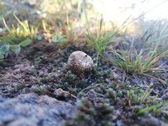 Tulostoma