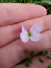 Cardamine pratensis