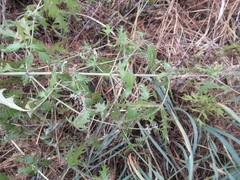 Urtica cannabina