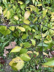 Cotoneaster bullatus