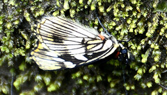 Gnathotriche exclamationis