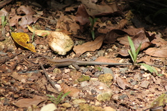 Pholidoscelis exsul