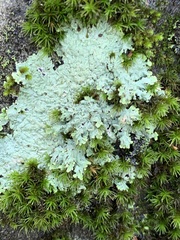 Physcia americana