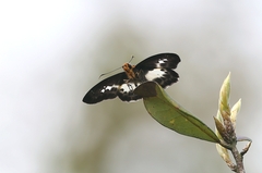 Gerosis phisara