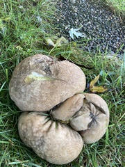 Calvatia craniiformis