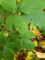 Neriene peltata