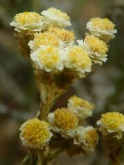 Helichrysum teretifolium