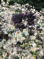 Pycnanthemum muticum