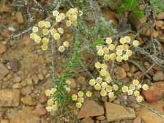 Helichrysum teretifolium
