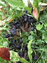 Fungi
