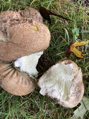 Calvatia craniiformis