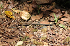 Pholidoscelis exsul