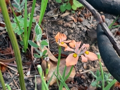 Moraea papilionacea