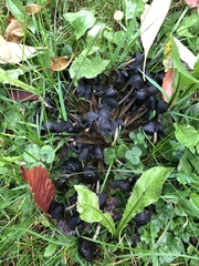 Fungi