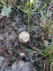 Tulostoma