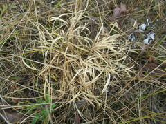 Cleistogenes squarrosa