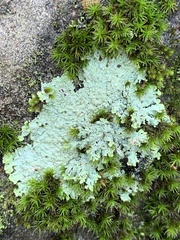 Physcia americana