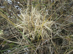 Cleistogenes squarrosa