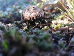 Tulostoma