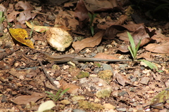 Pholidoscelis exsul