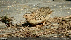 Coturnix japonica
