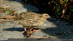 Coturnix japonica