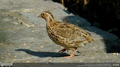 Coturnix japonica