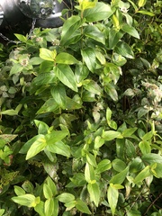 Pycnanthemum incanum