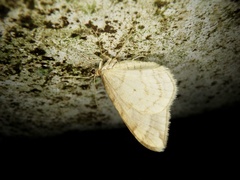 Nothoporinia mediolineata