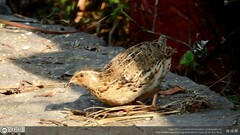 Coturnix japonica