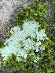 Physcia americana
