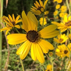 Rudbeckiinae