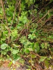 Potentilla reptans