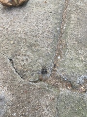 Plexippus paykulli