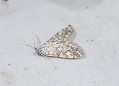 Elophila nymphaeata