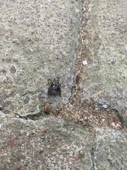 Plexippus paykulli