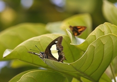 Polyura athamas