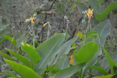 Canna indica