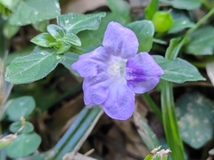 Ruellia prostrata